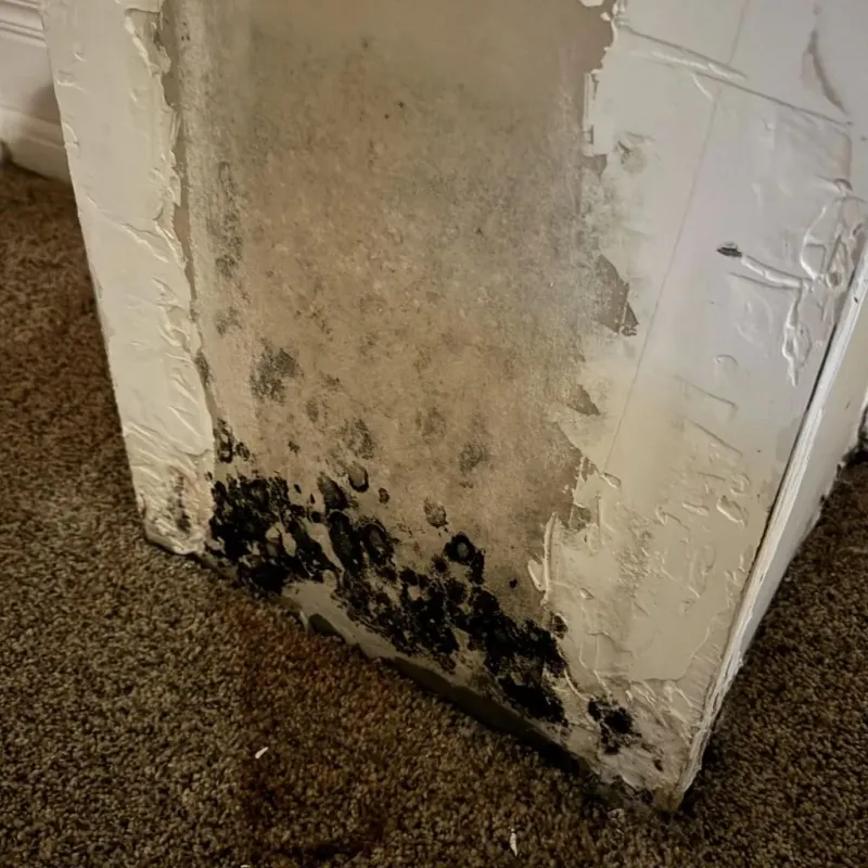 Professional Mold Removal in Mission Viejo, CA